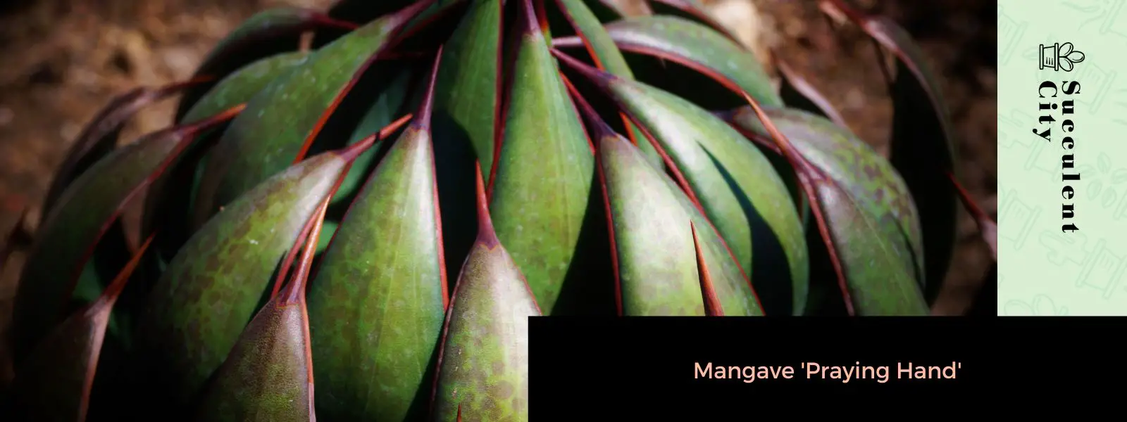 Mangave 'Manos rezando' Mangave 'Manos rezando'