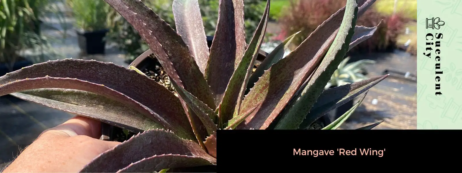 Mangave 'Ala Roja' Mangave 'Ala Roja'