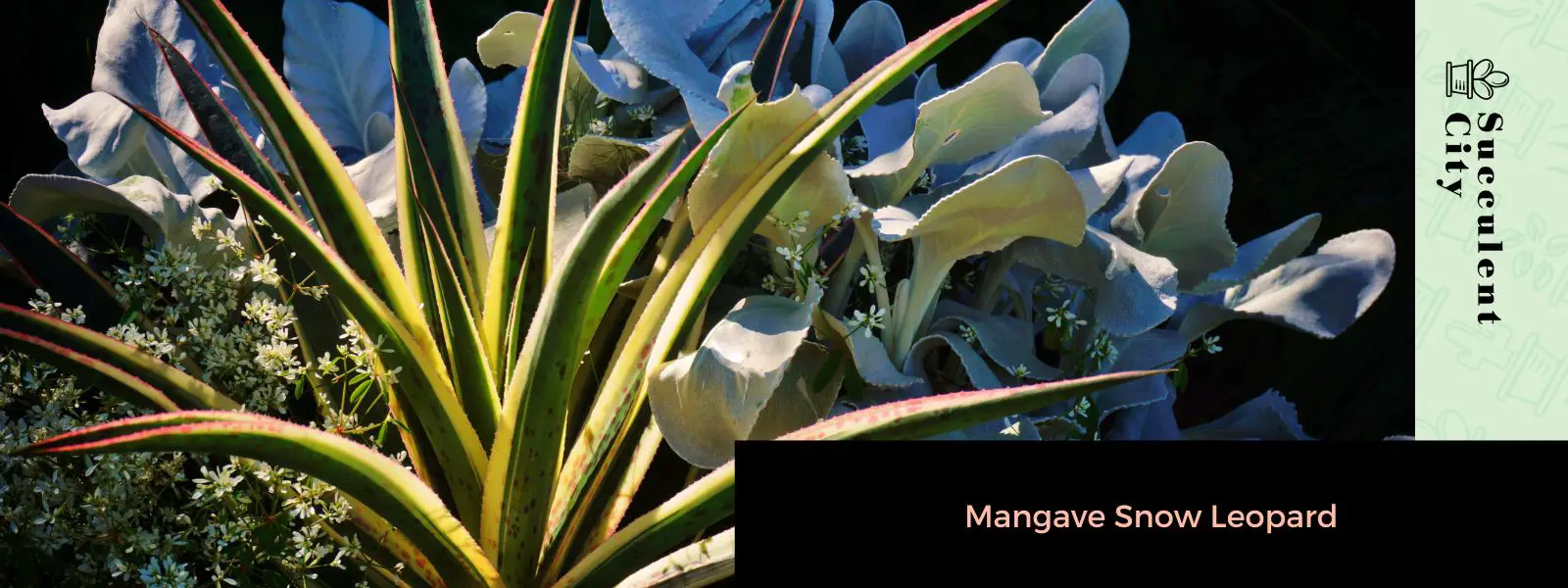 Leopardo de las nieves de Mangave Leopardo de las nieves de Mangave