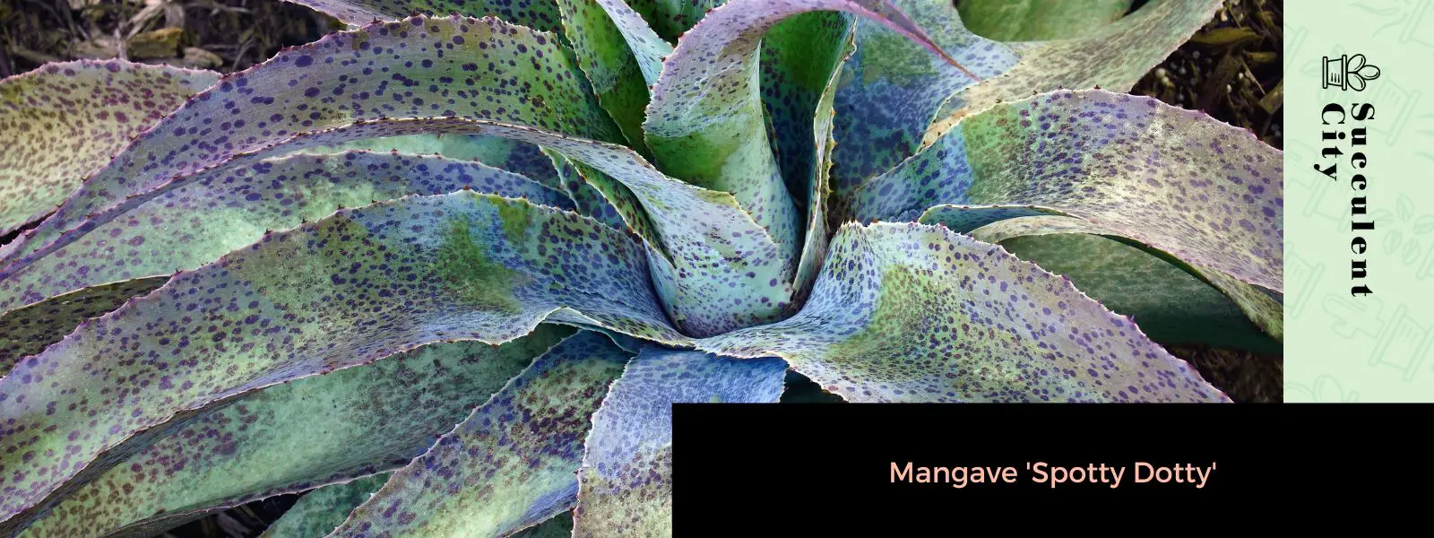 Mangave 'Spotty Dotty' Mangave 'Spotty Dotty'