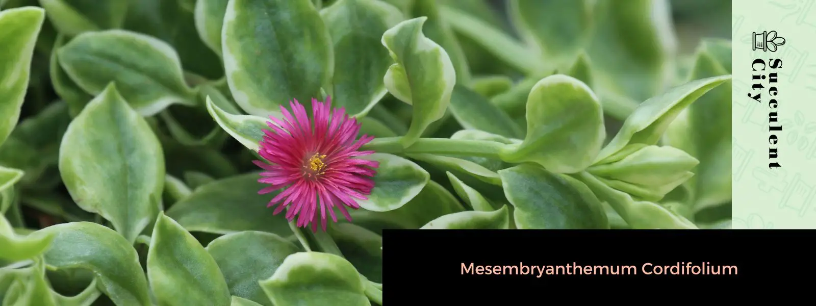 La planta de hielo de hojas de corazón “Mesembryanthemum Cordifolium”
