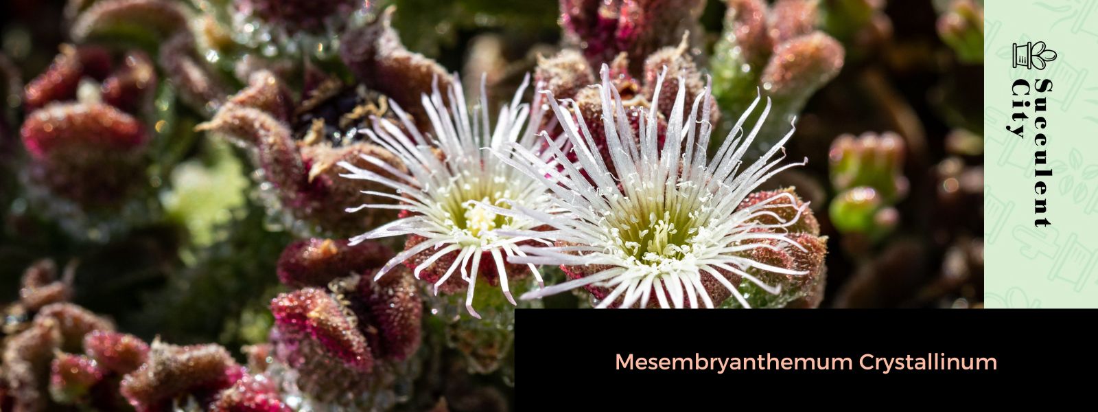 Mesembryanthemum cristalino