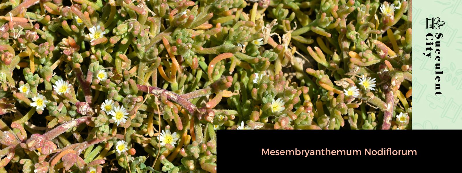 La planta de hielo Slenderleaf 'Mesembryanthemum Nodiflorum'