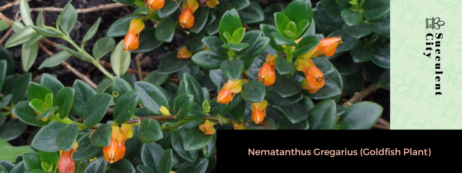 Nematanthus Gregarius (planta de pez dorado)