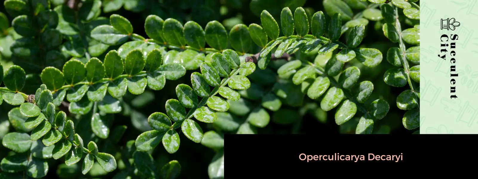 Operculicarya Decaryi (árbol elefante)