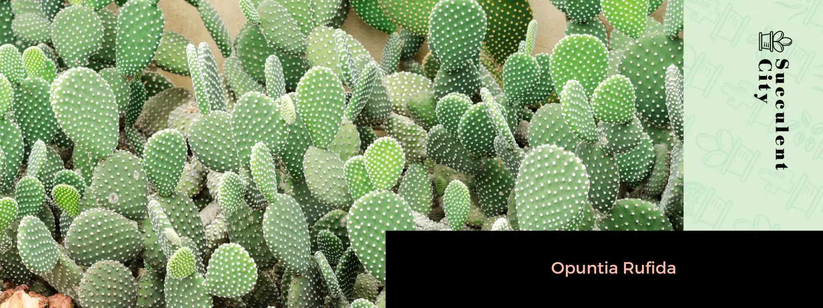 Opuntia Rufida (tuna ciega)