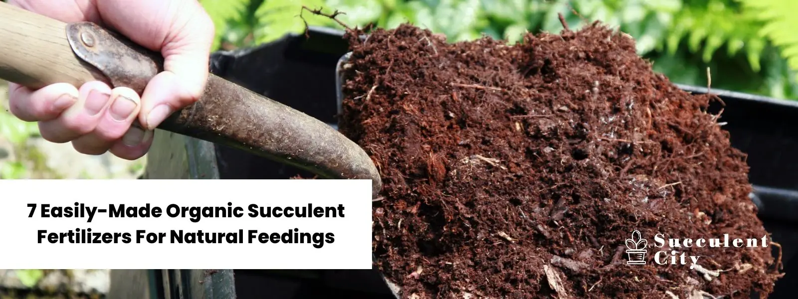 6 fertilizantes orgánicos para suculentas fáciles de hacer para nutrir tus suculentas de forma natural 6 fertilizantes orgánicos para suculentas fáciles de hacer para nutrir tus suculentas de forma natural
