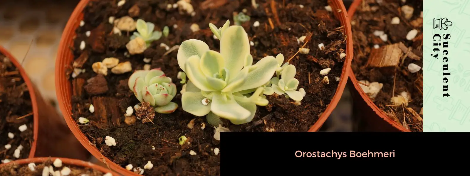 Orostachys boehmeri