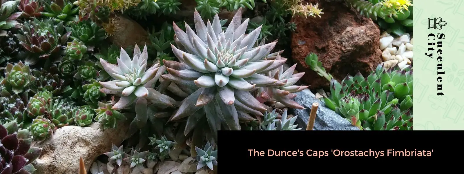 Los piqueros 'Orostachys fimbriata'