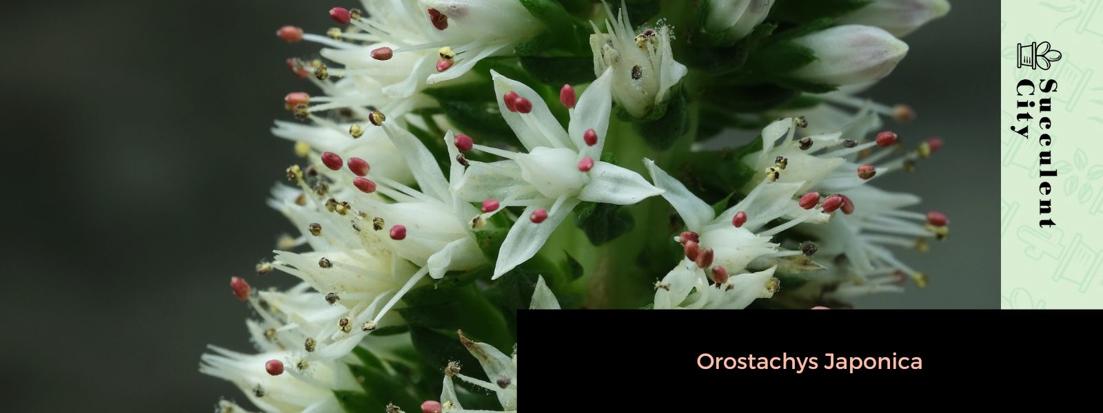 Orostachys Japonica (La “suculenta tonta japonesa”)