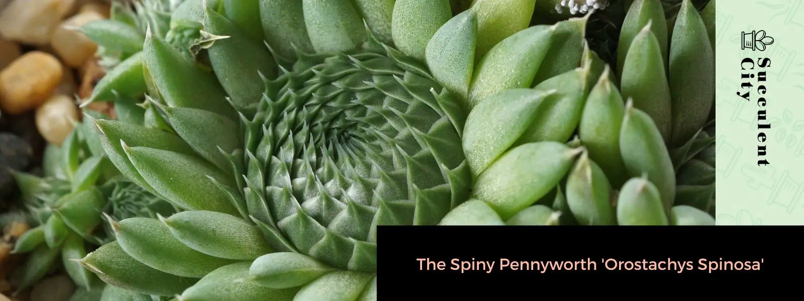El espinoso Pennyworth 'Orostachys Spinosa'