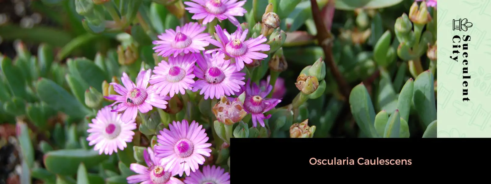 La planta Dassievygie 'Oscularia Caulescens' La planta Dassievygie 'Oscularia Caulescens'