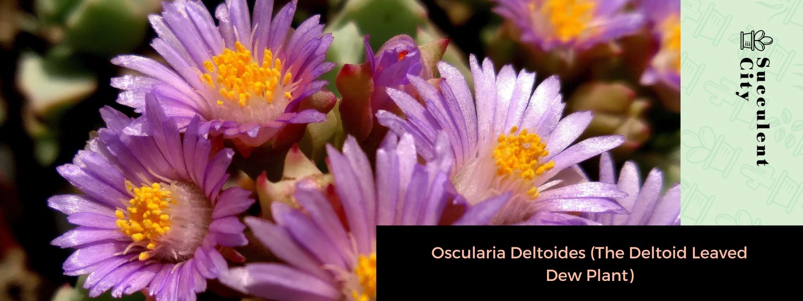 Oscularia deltoides (La planta de rocío de hojas delta)