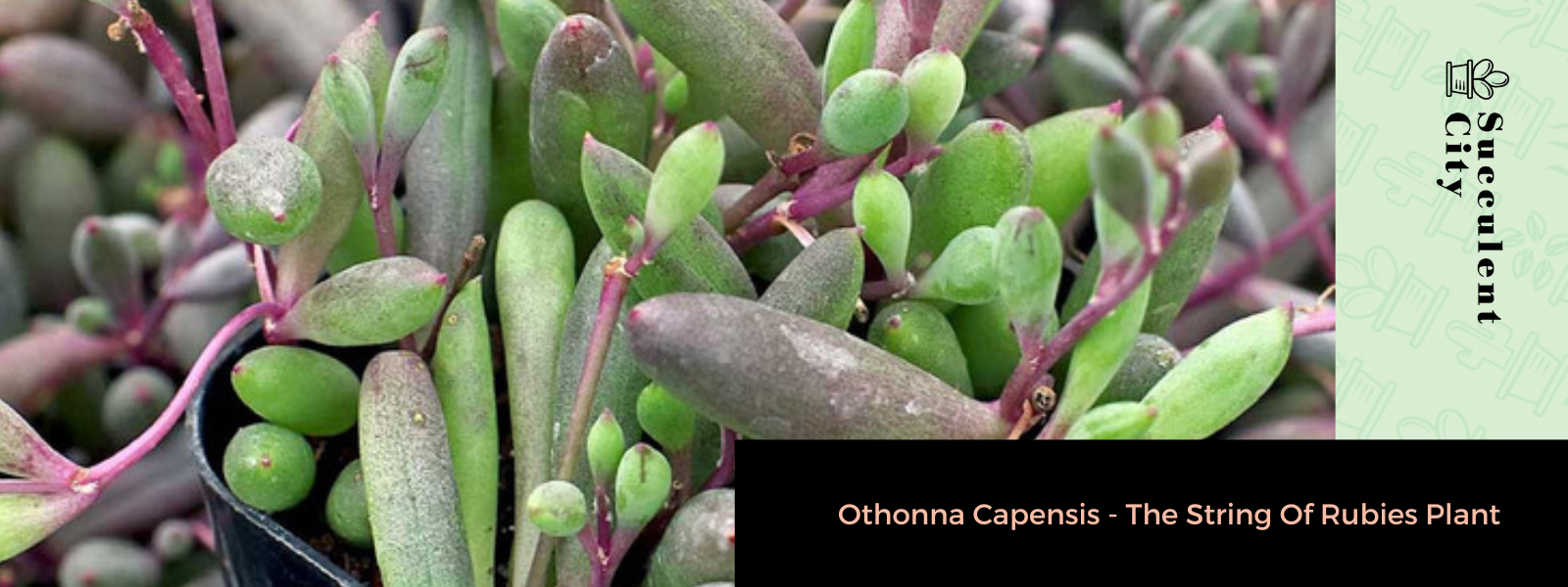 Othonna Capensis (La planta del cordón de rubí)