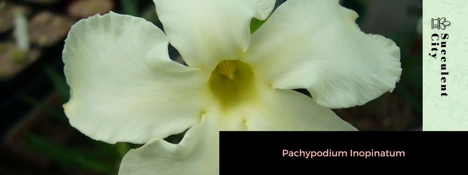 Pachypodium inopinatum Pachypodium inopinatum
