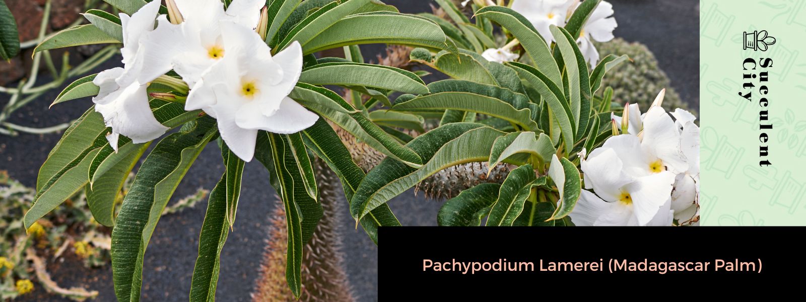 Pachypodium Lamerei (palma de Madagascar)