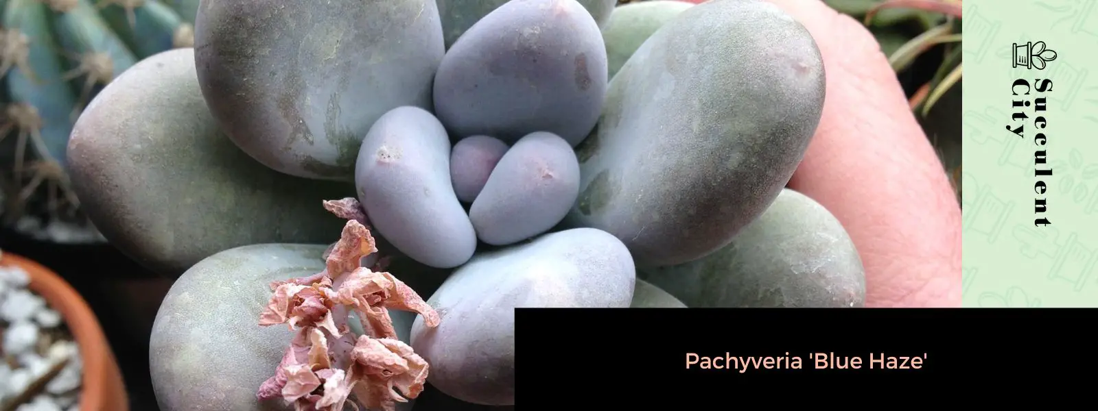 Paquiveria 'Blue Haze' Paquiveria 'Blue Haze'