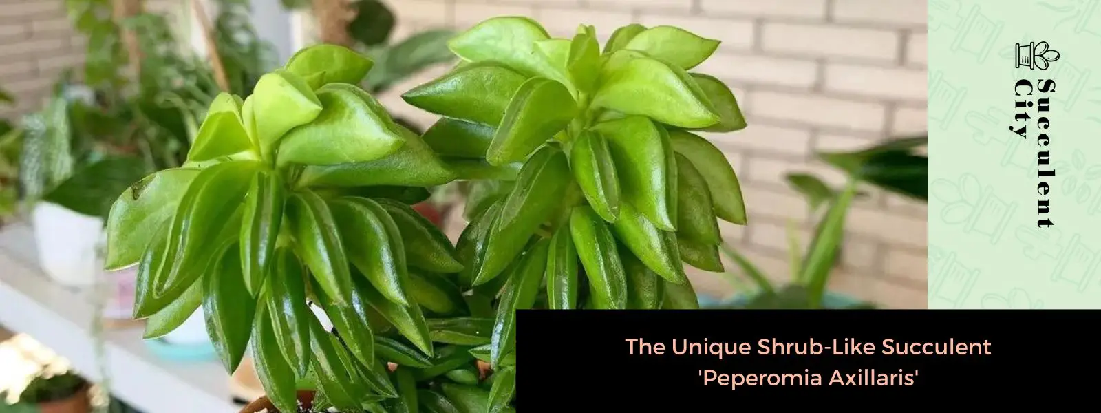 Peperomia Axillaris: la suculenta arbustiva única