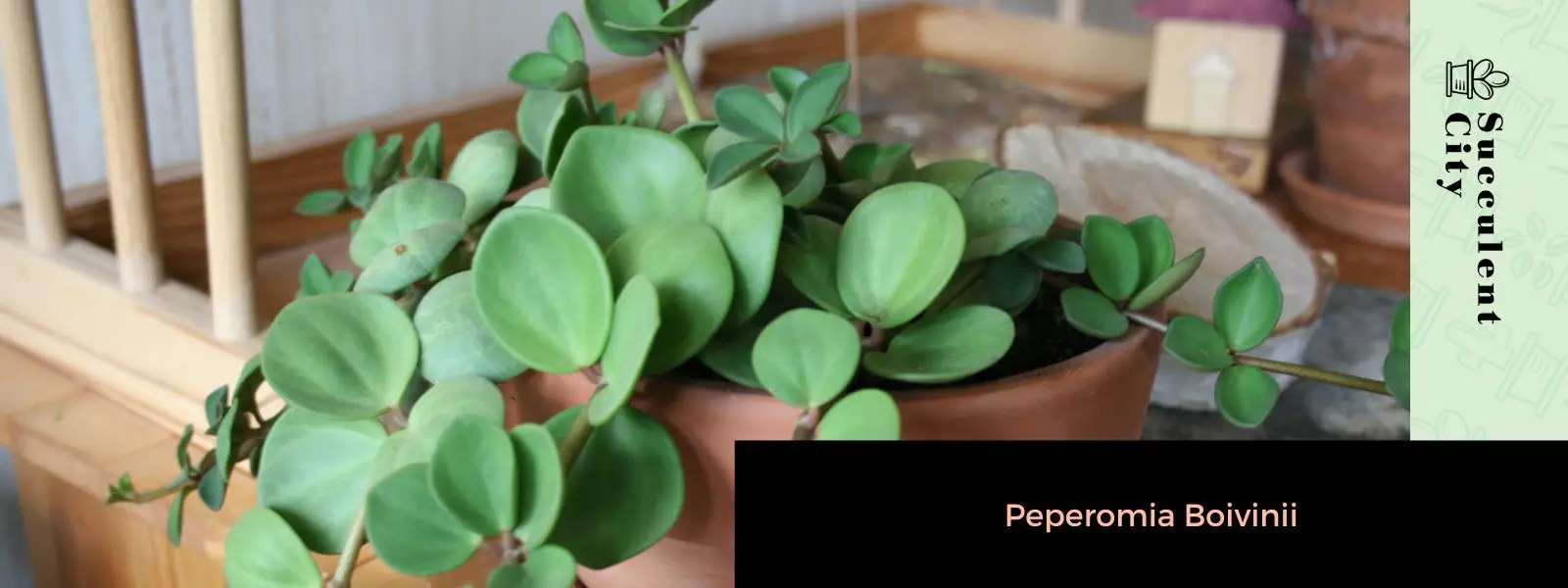 Peperomia Boivinii