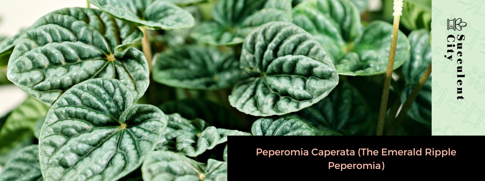 Peperomia caperata (peperomia de onda esmeralda)