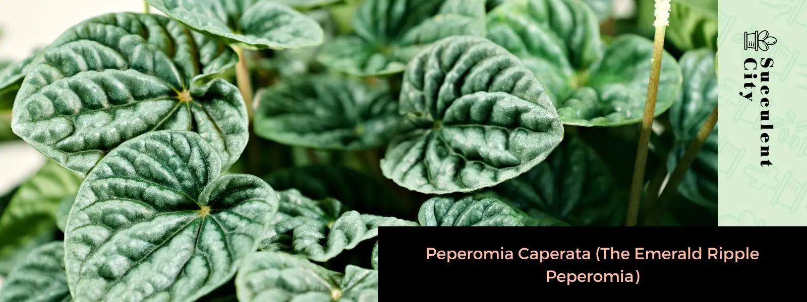 Peperomia caperata (peperomia de onda esmeralda) Peperomia caperata (peperomia de onda esmeralda)