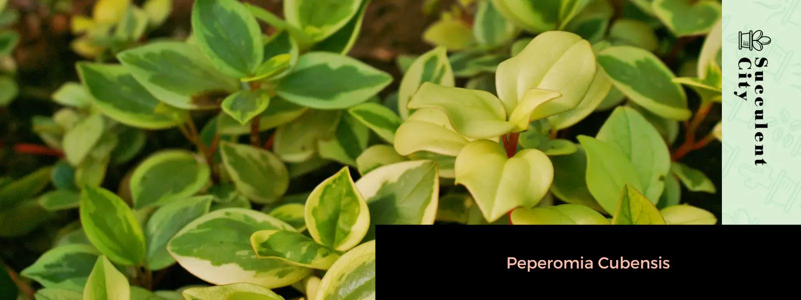 Peperomia cubensis Peperomia cubensis