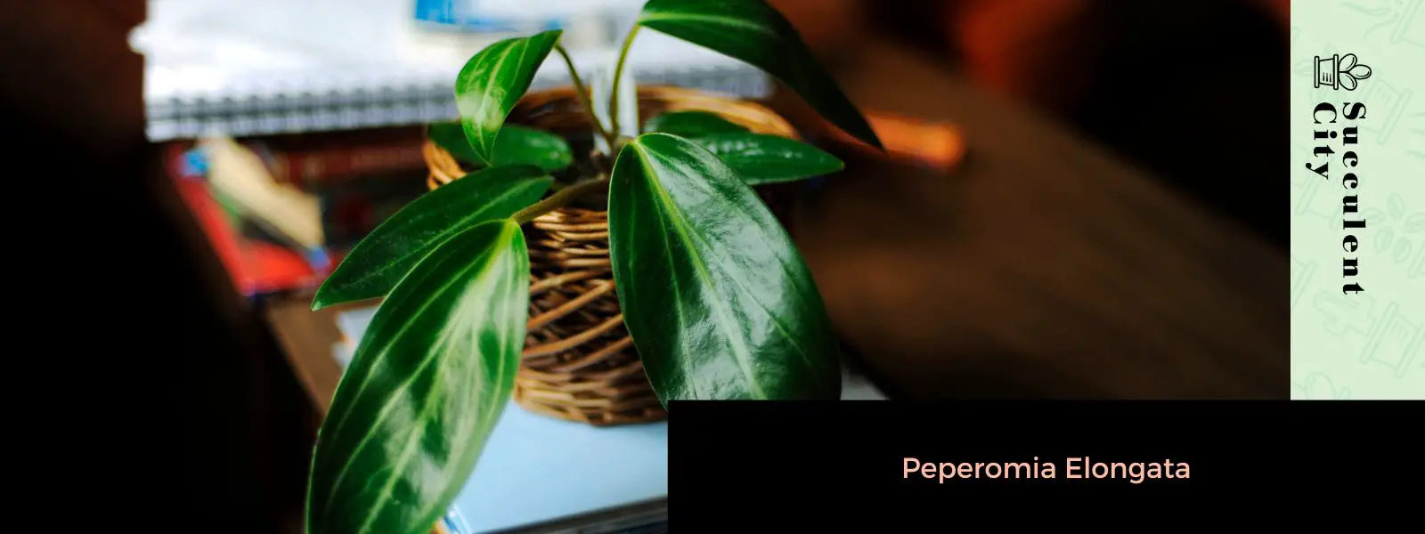 Peperomia elongata
