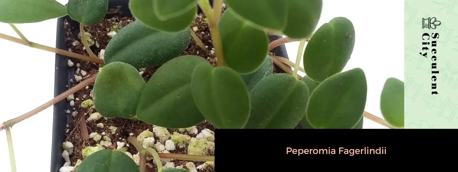 Peperomia Fagerlindii Peperomia Fagerlindii