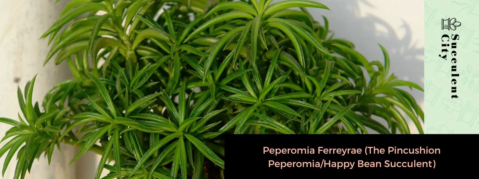 Peperomia Ferreyrae (La Peperomia Pincushion/Suculenta Frijol Feliz)