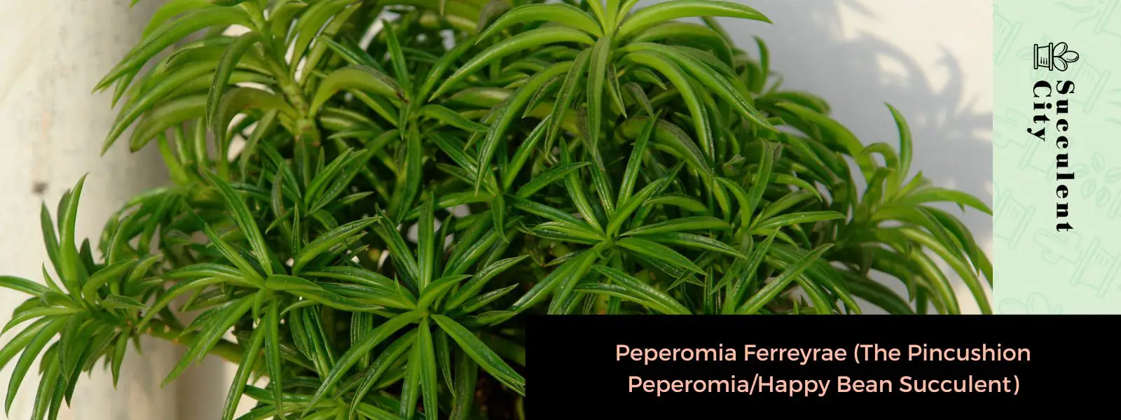 Peperomia Ferreyrae (La Peperomia Pincushion/Suculenta Frijol Feliz) Peperomia Ferreyrae (La Peperomia Pincushion/Suculenta Frijol Feliz)