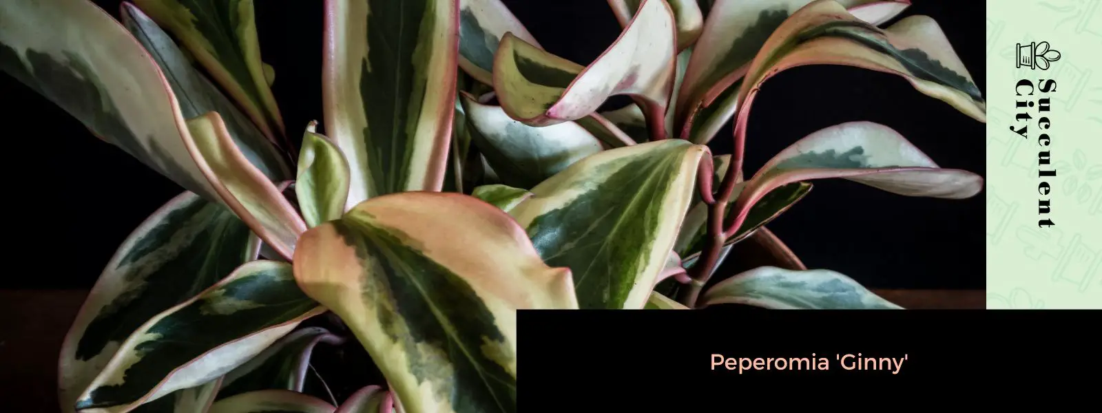 Peperomia 'Ginny' Peperomia 'Ginny'