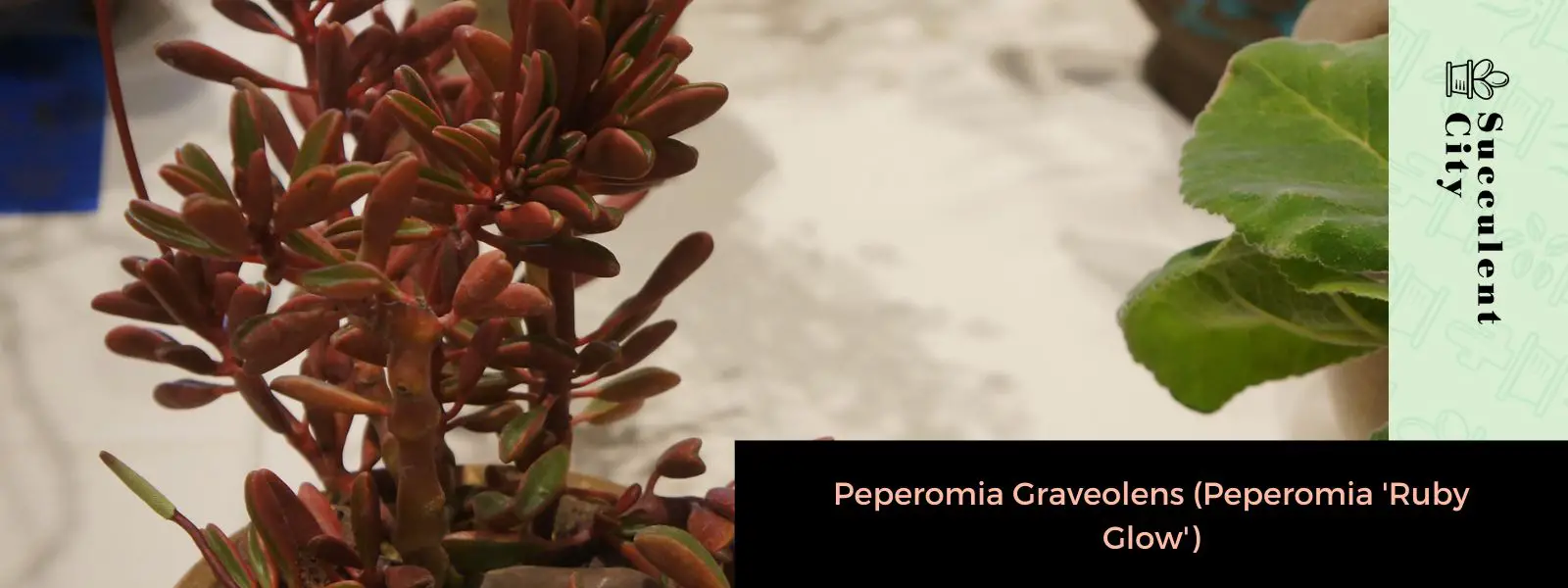 Peperomia Graveolens (Peperomia “Ruby Glow”)