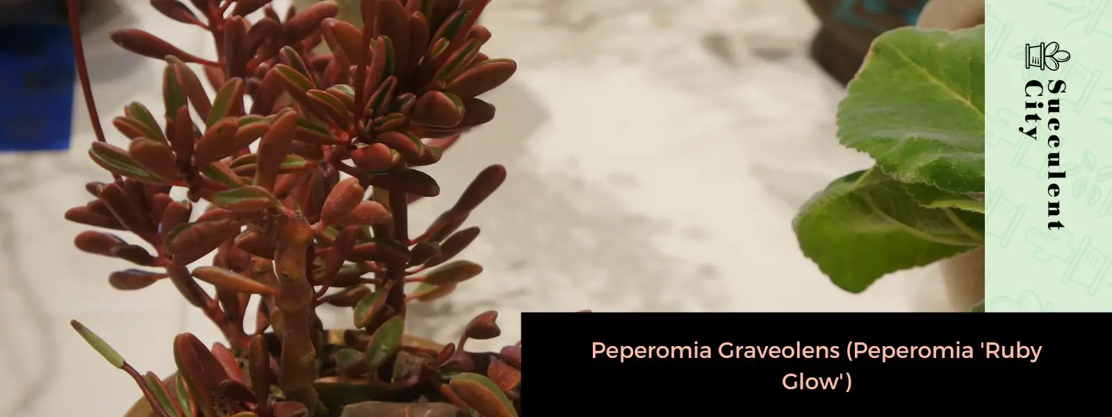 Peperomia Graveolens (Peperomia “Ruby Glow”) Peperomia Graveolens (Peperomia “Ruby Glow”)