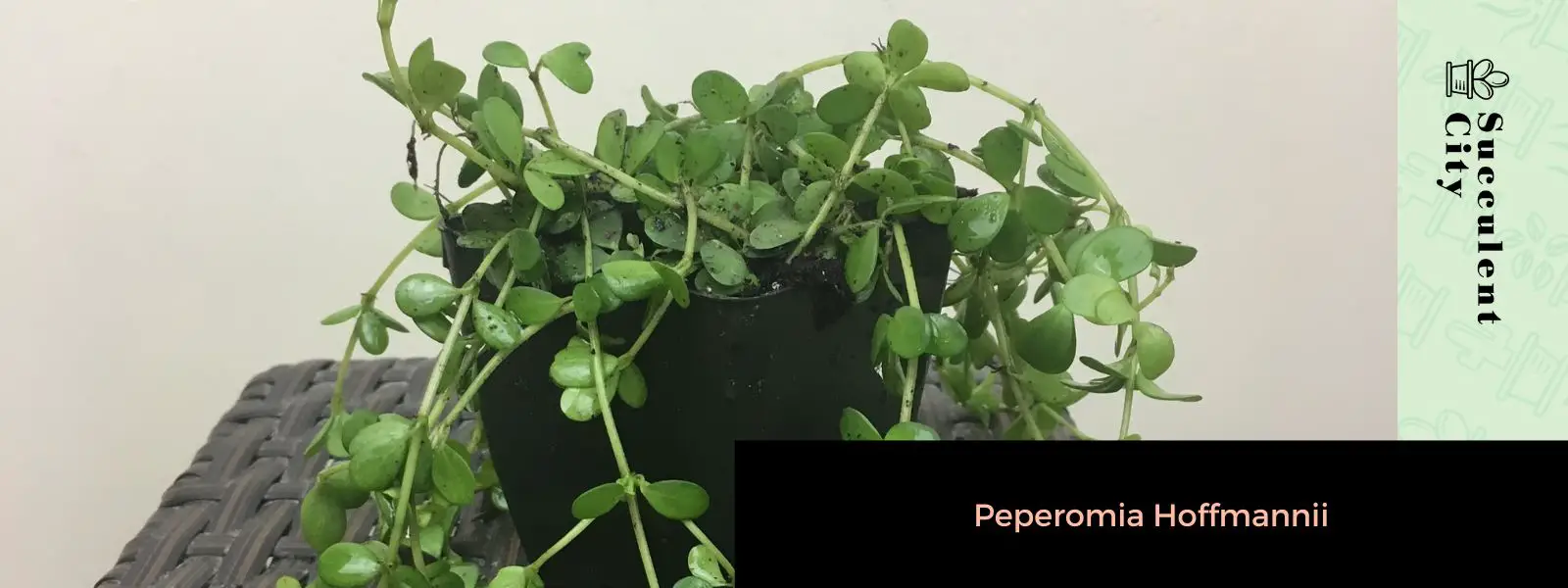 Peperomia Hoffmannii