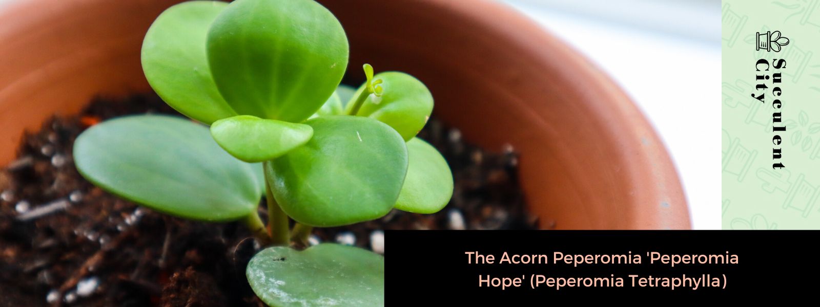 La peperomia de bellota 'Peperomia Hope' (Peperomia tetraphylla)