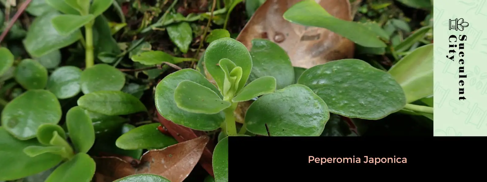 Peperomia japonesa Peperomia japonesa