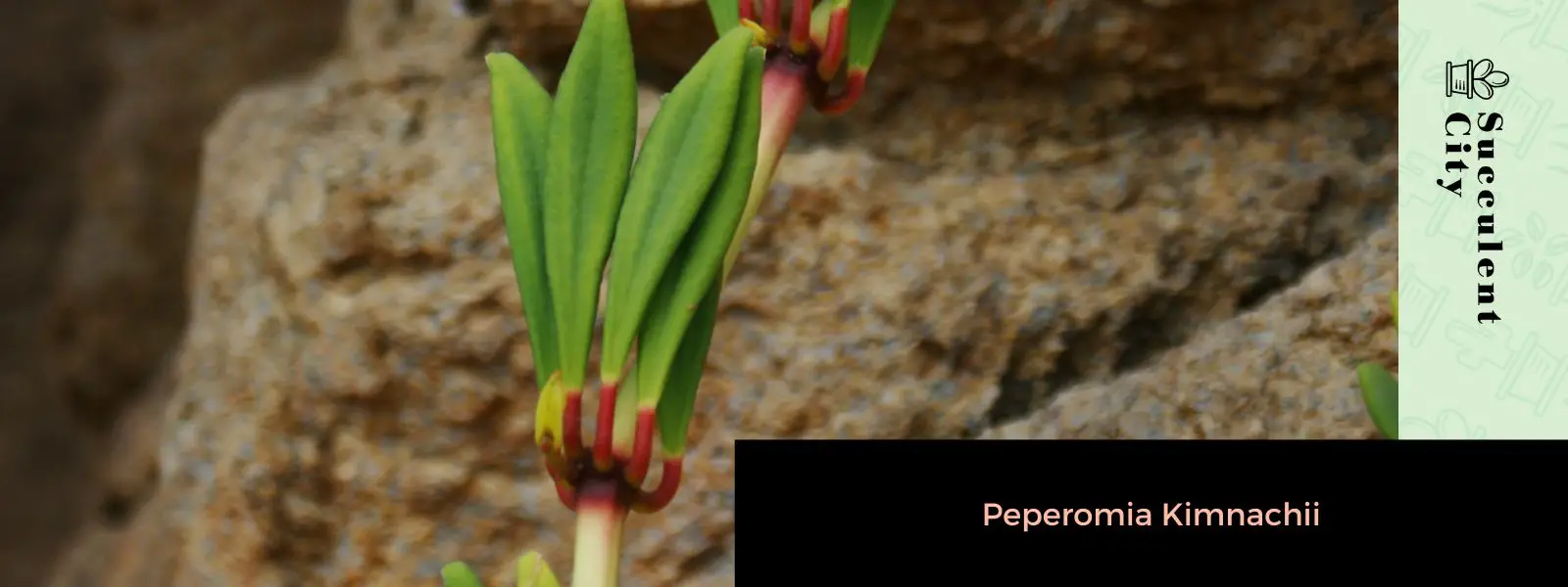 Peperomia Kimnachii Peperomia Kimnachii
