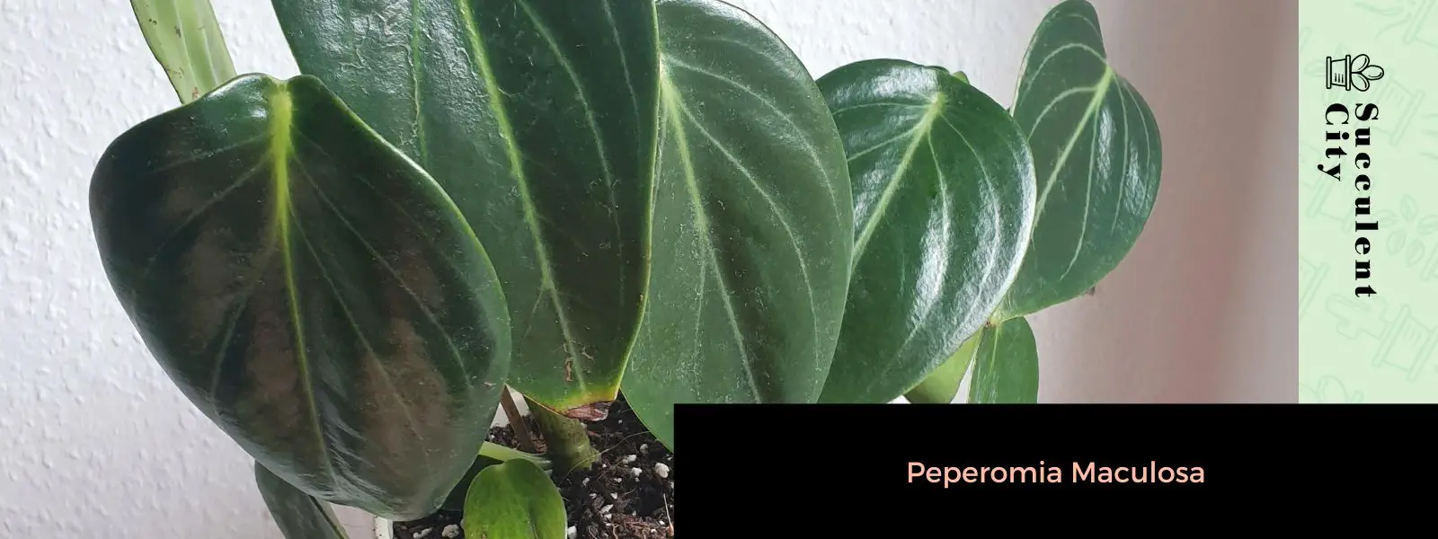 peperomia maculosa