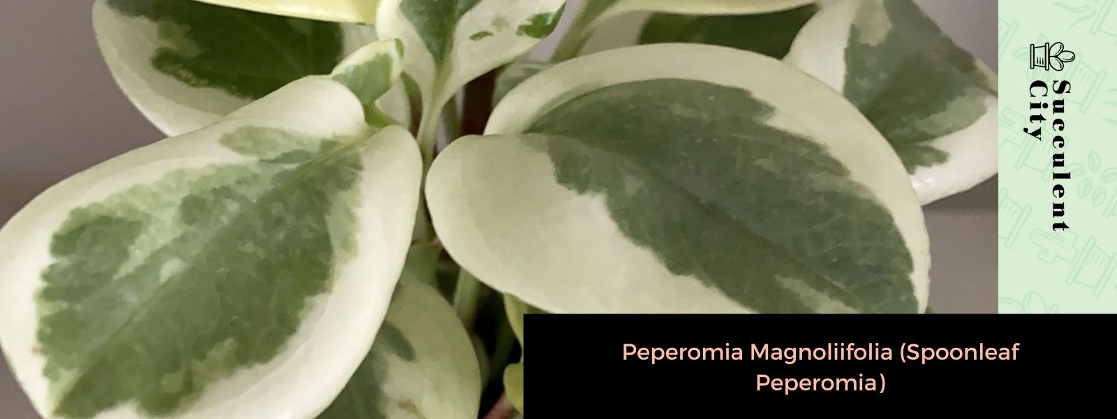 Peperomia Magnoliifolia (Peperomia de hoja de cuchara)