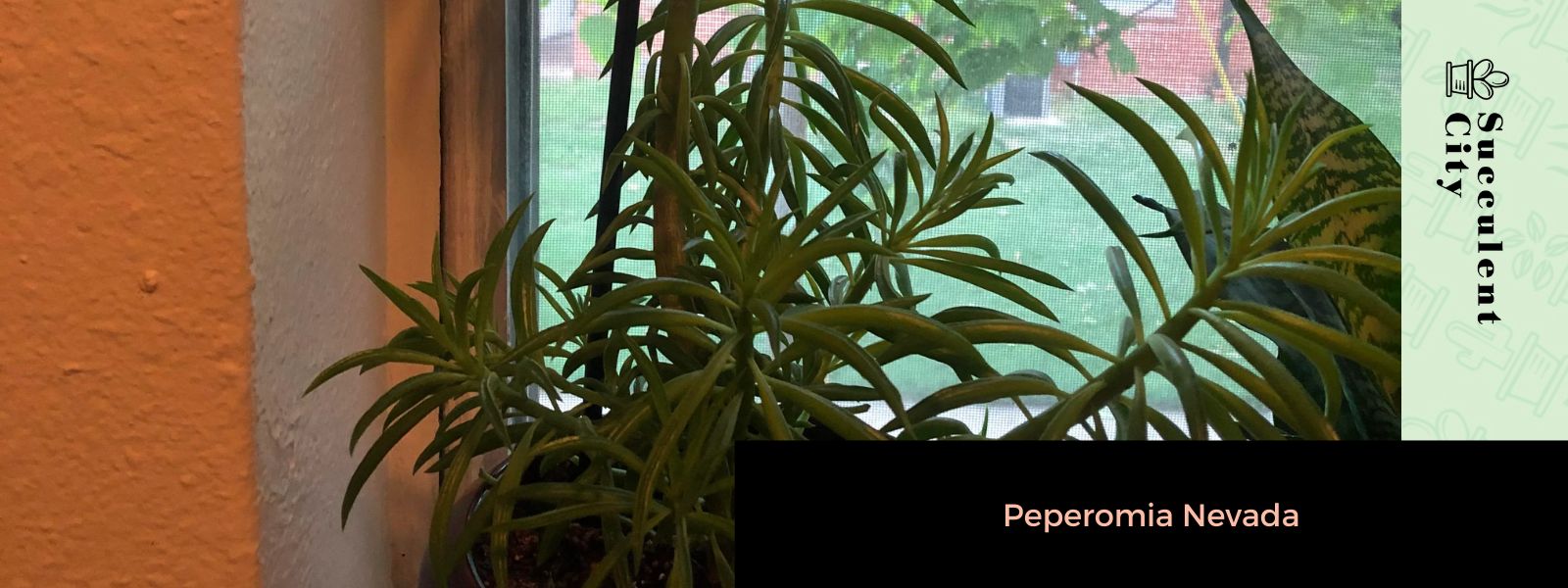 Peperomia Nevada
