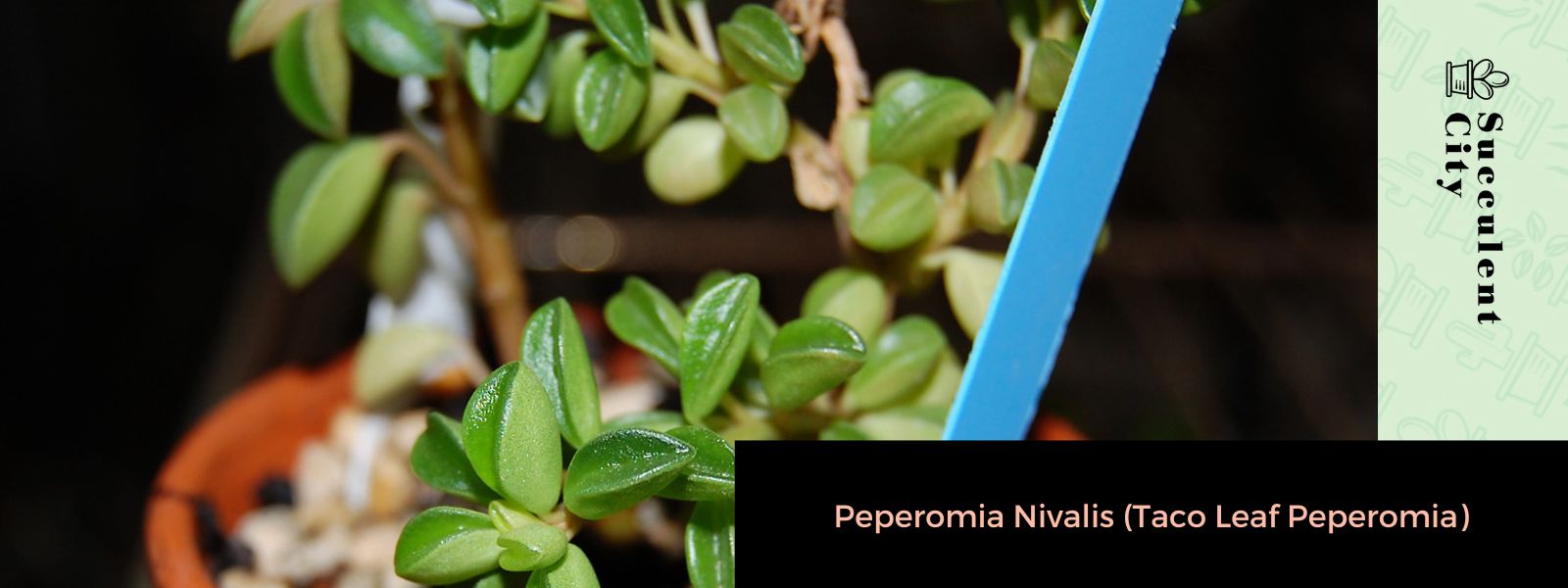 Peperomia Nivalis (Peperomia de hoja de taco)