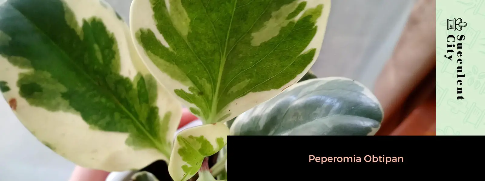 Peperomia Obtipan Peperomia Obtipan