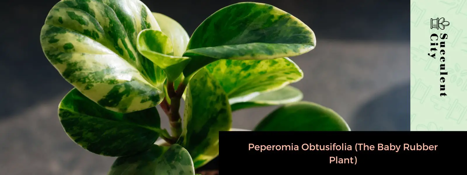 Peperomia Obtusifolia (La Planta Joven del Caucho)