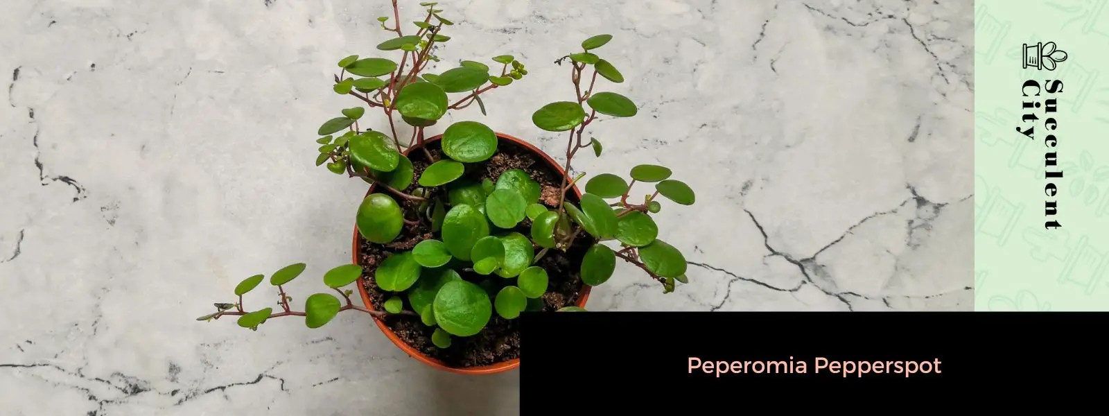 Mancha de pimienta de peperomia