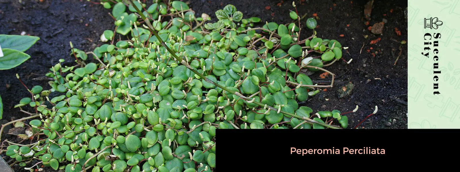 Peperomia perciliata