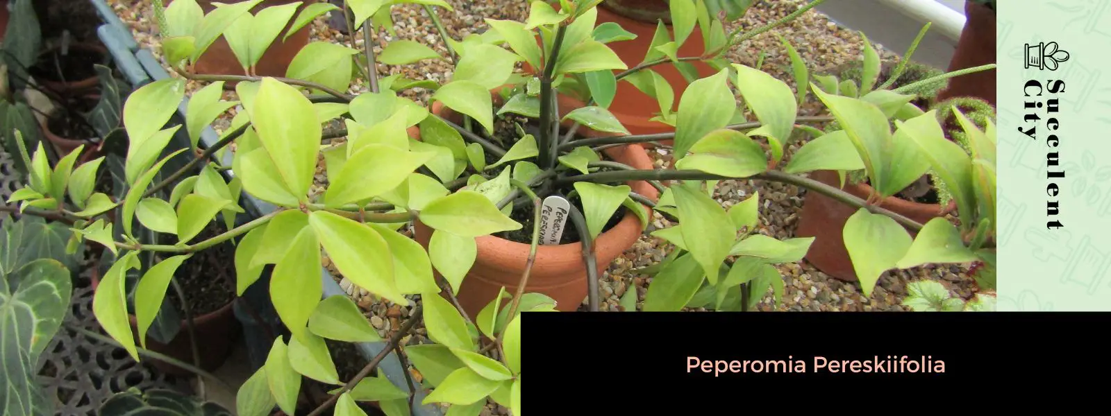 Peperomia pereskiifolia Peperomia pereskiifolia