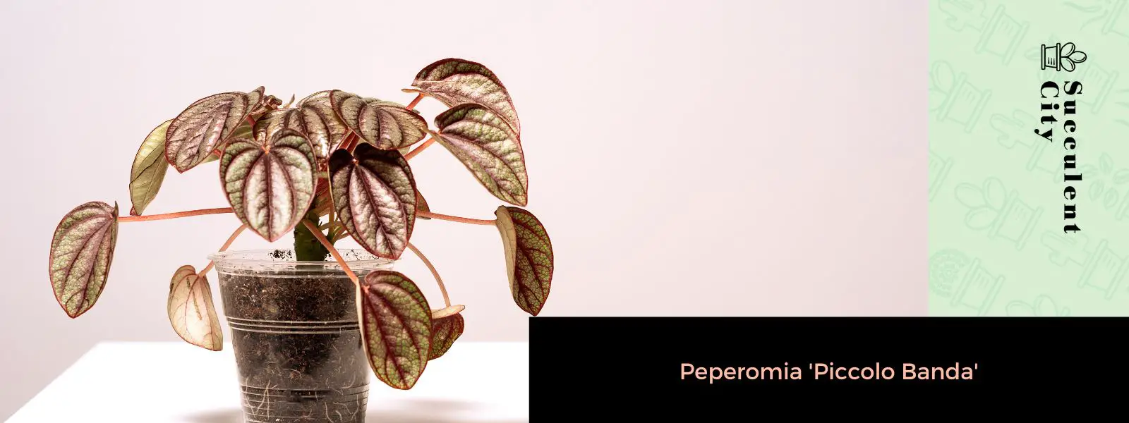 Peperomia 'Piccolo Banda' Peperomia 'Piccolo Banda'