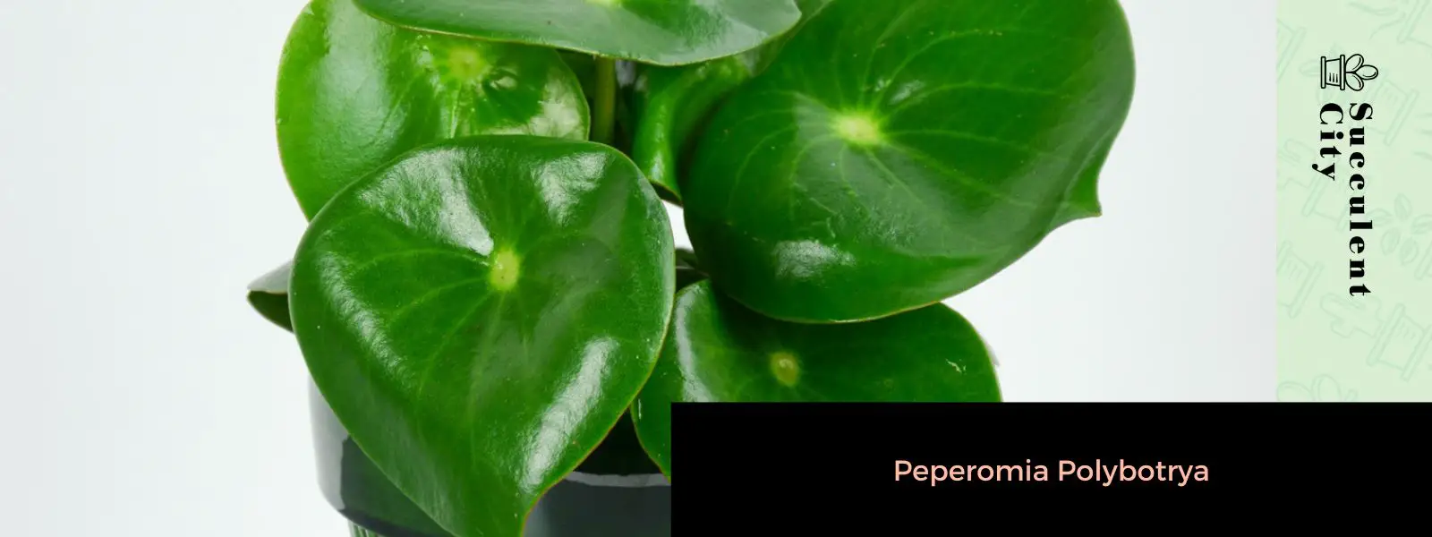 Peperomia Polybotrya (Peperomia en forma de gota de lluvia/Peperomia de ojo de búho/Peperomia de hoja de moneda)