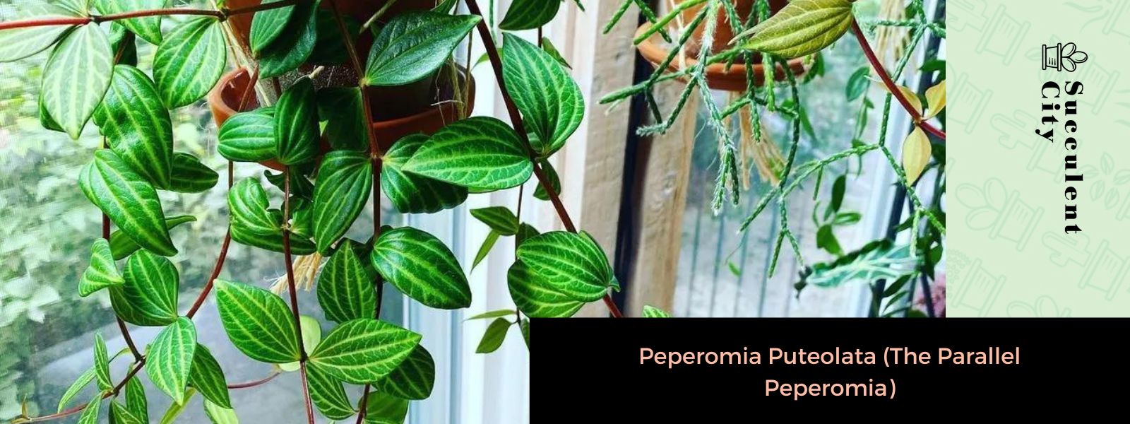Peperomia Puteolata (La Peperomia paralela)