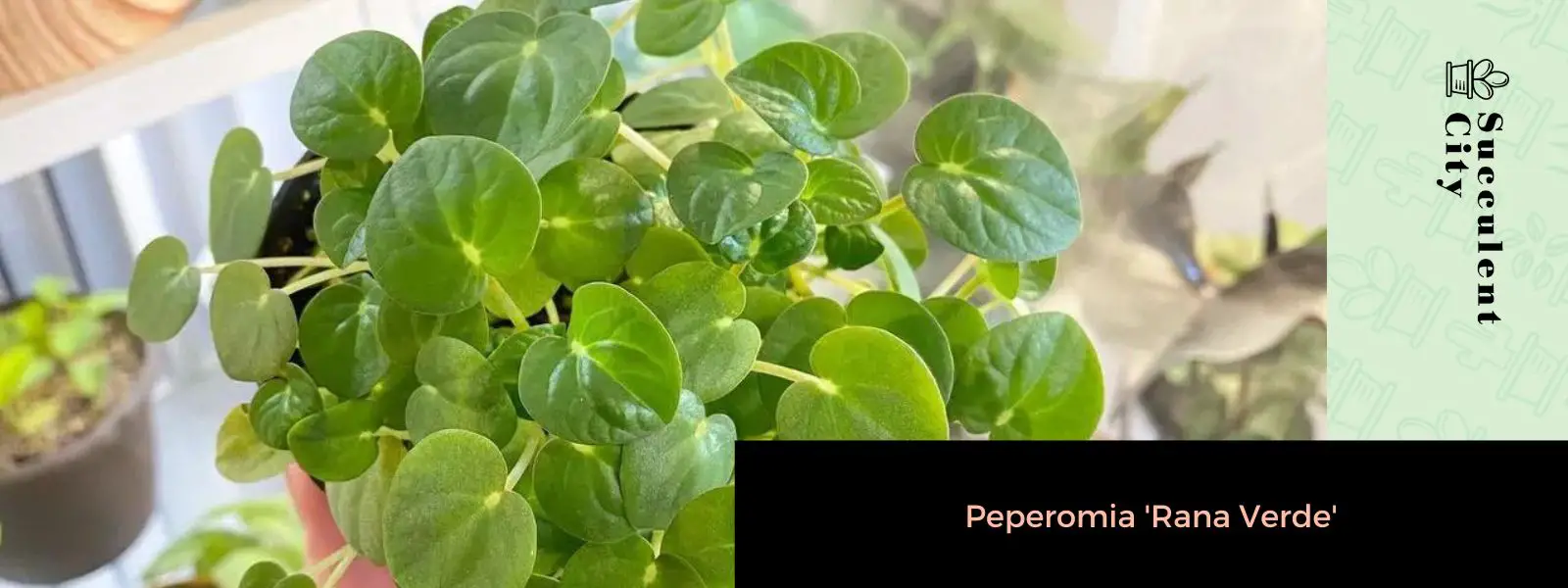 Peperomia 'Rana Verde'